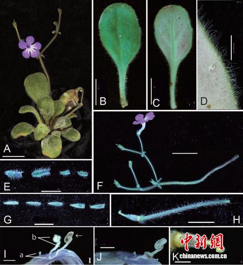 广西发现苦苣苔科两个极度濒危新物种