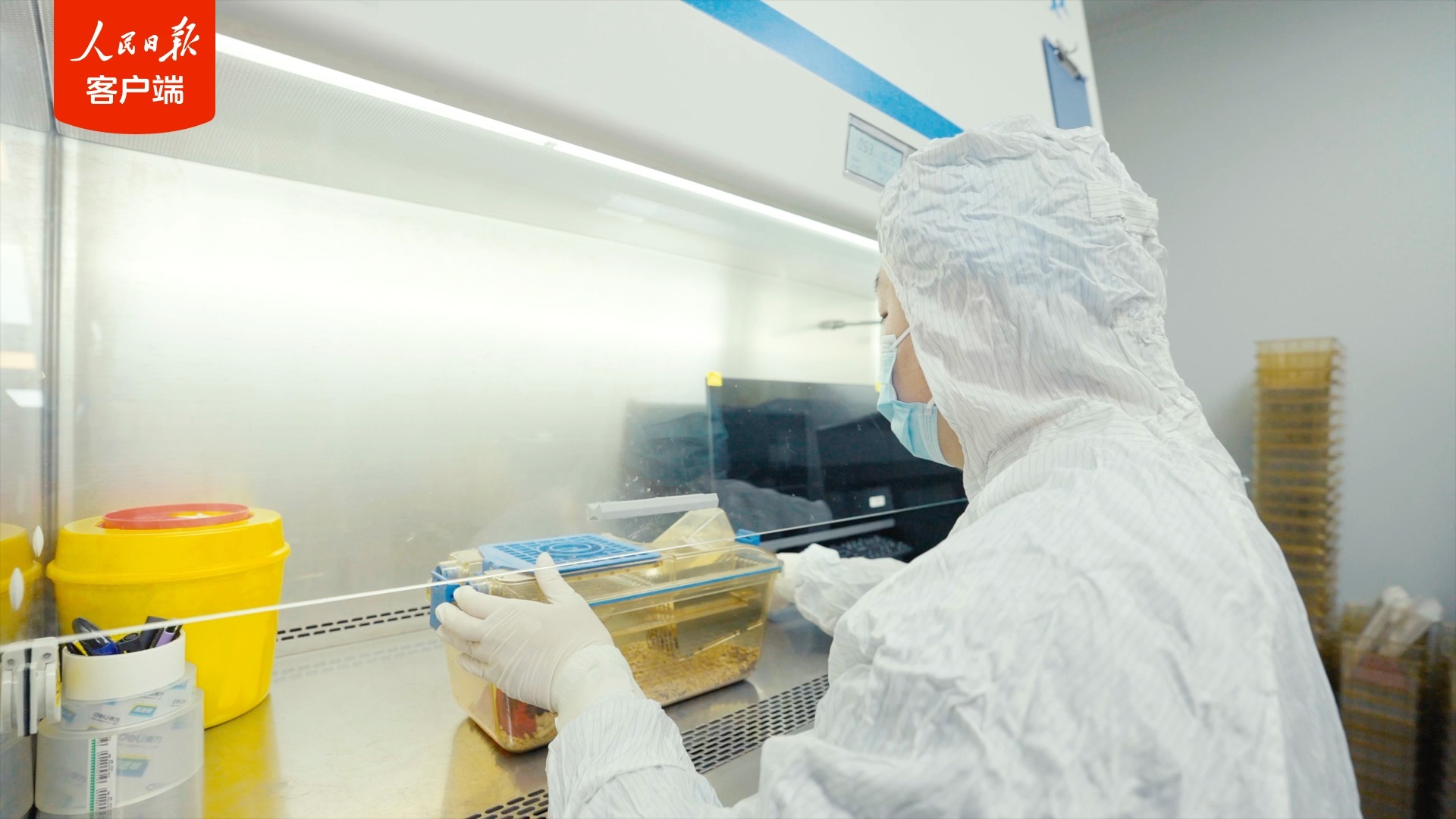 “太空小鼠”返回地面后成功孕育幼仔