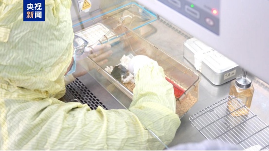 中国太空鼠成功孕育幼仔