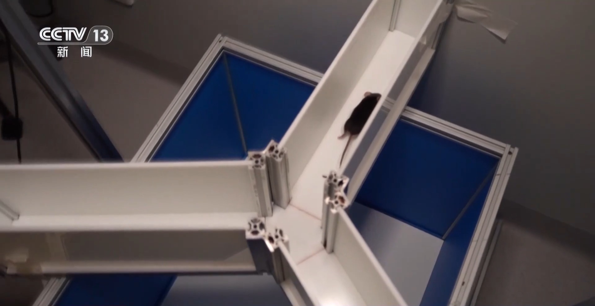 “航天小鼠”和地面小鼠行为有啥差异？总台记者现场探访