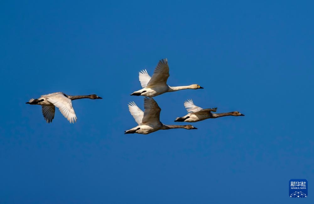 小天鹅福州闽江河口湿地越冬