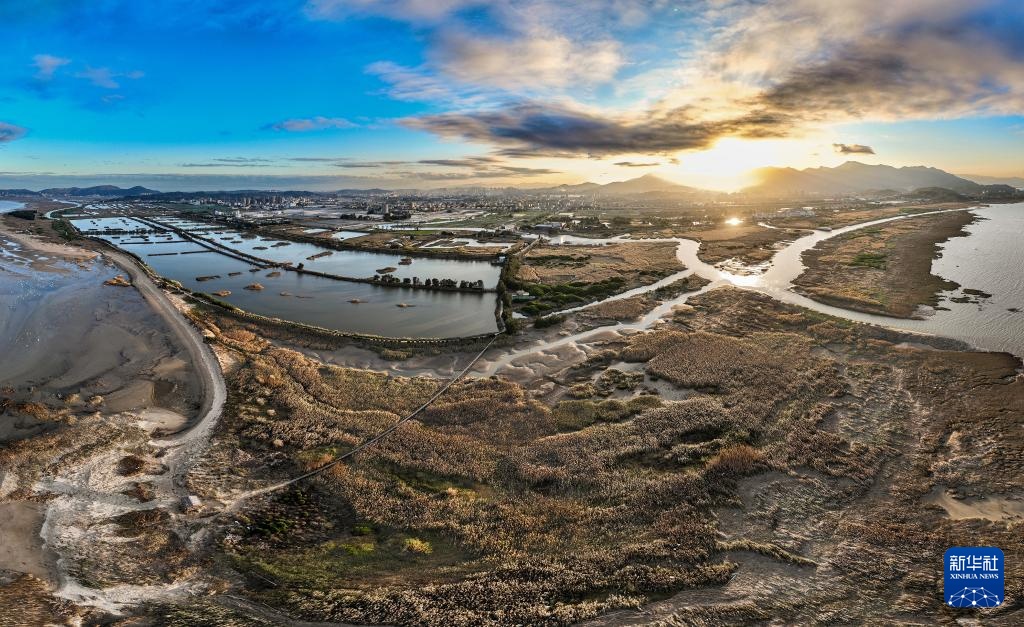 小天鹅福州闽江河口湿地越冬