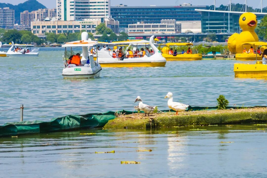 不是鸭子！玄武湖上密密麻麻的都是啥？