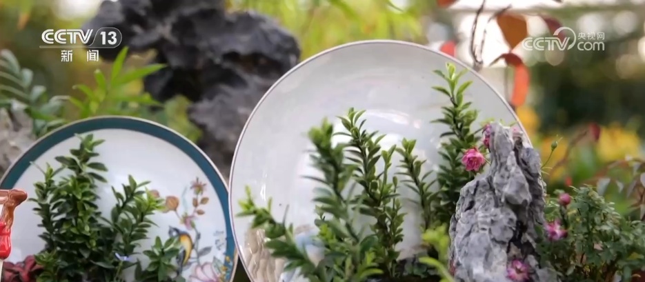 各地花市“花团锦簇”销售忙 特色年宵花点亮节日氛围感