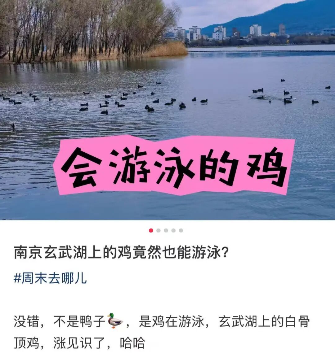 不是鸭子！玄武湖上密密麻麻的都是啥？