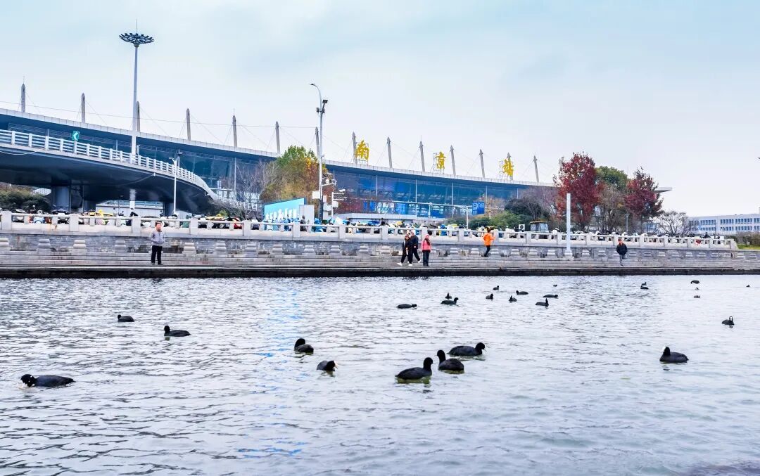 不是鸭子！玄武湖上密密麻麻的都是啥？