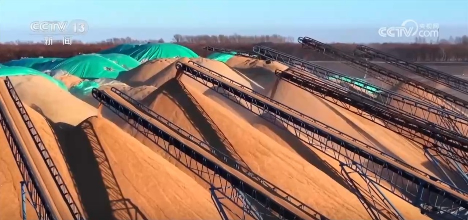 进度快、市场活、价格涨 秋粮收购进入旺季 数据推动粮食工作高效有序