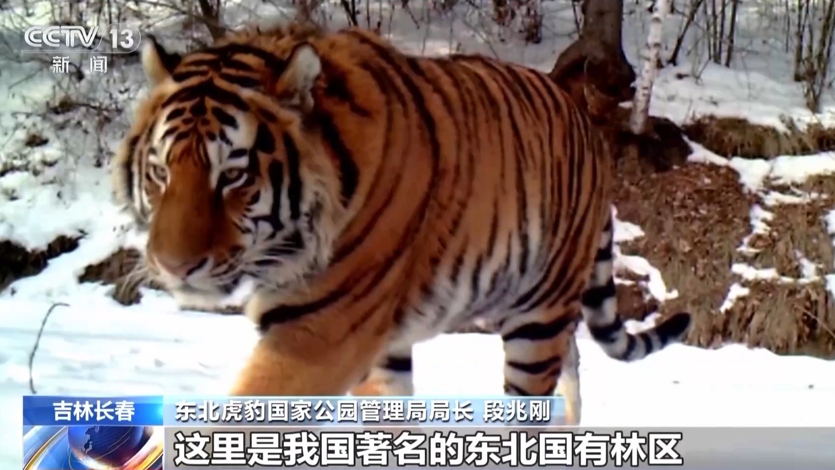 我国首次记录一虎带五崽 这里的东北虎为何如此“多产”？