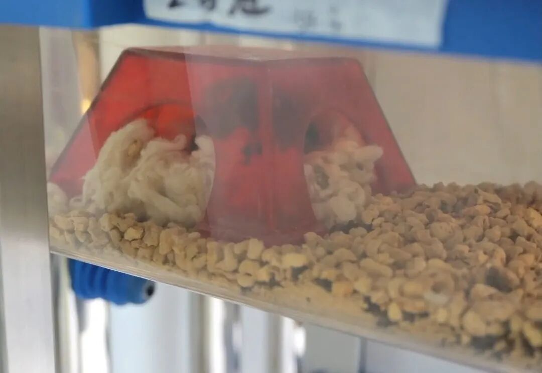 好消息传来，它们“恋爱生子”啦