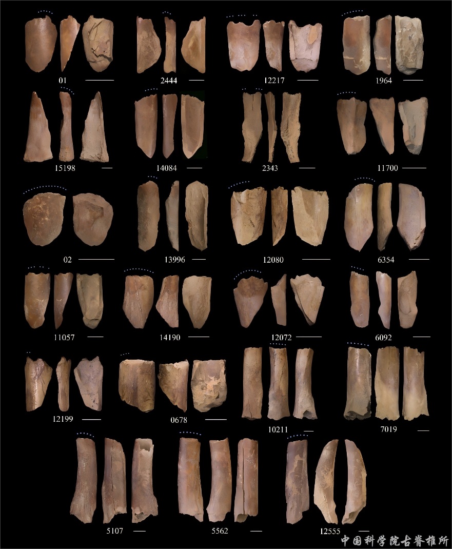 “我们从哪里来”？有了新答案！