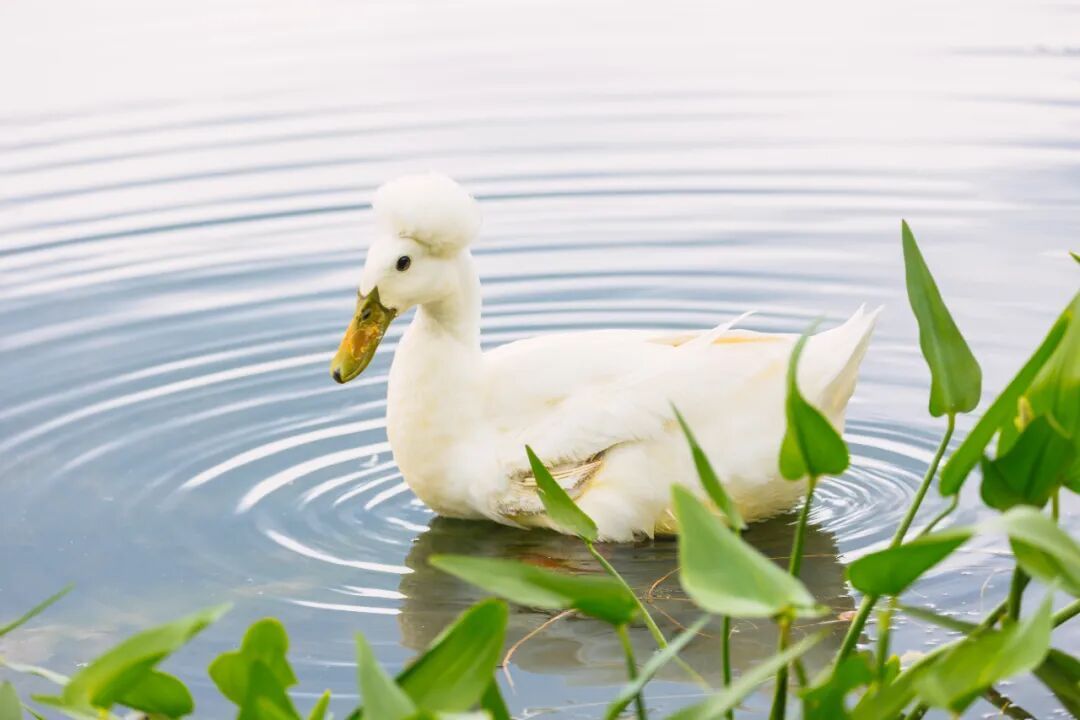 不是鸭子！玄武湖上密密麻麻的都是啥？