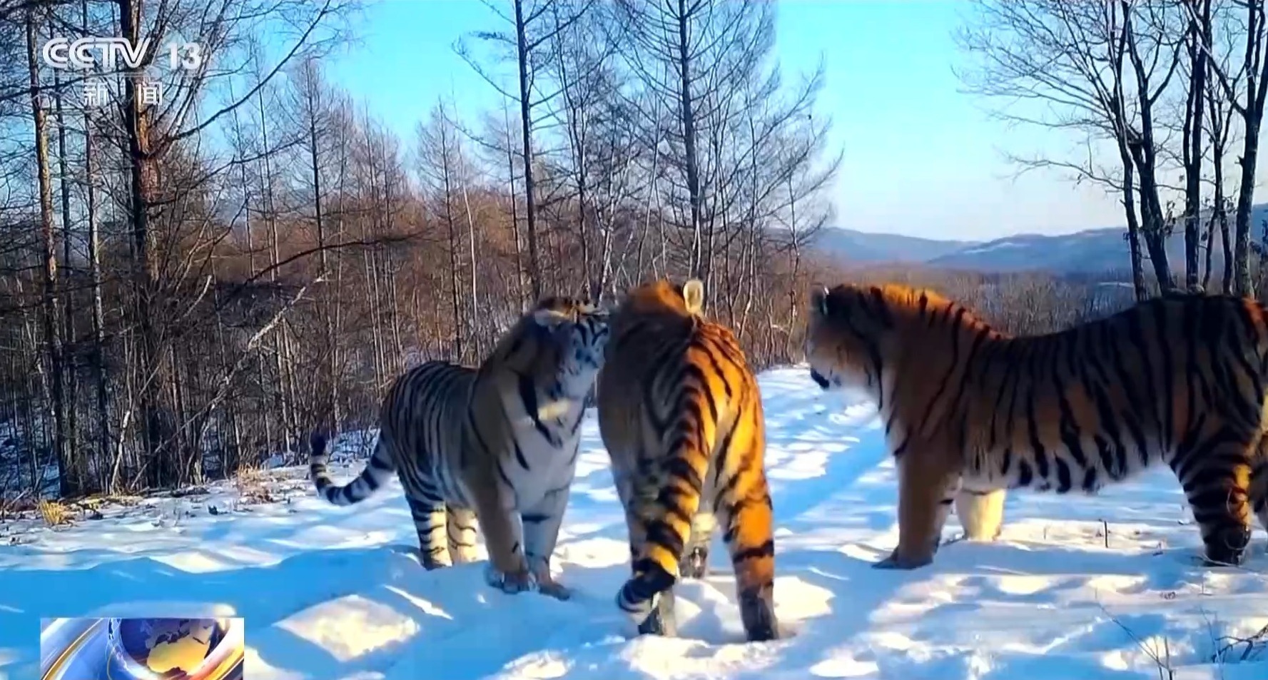 我国首次记录一虎带五崽 这里的东北虎为何如此“多产”？