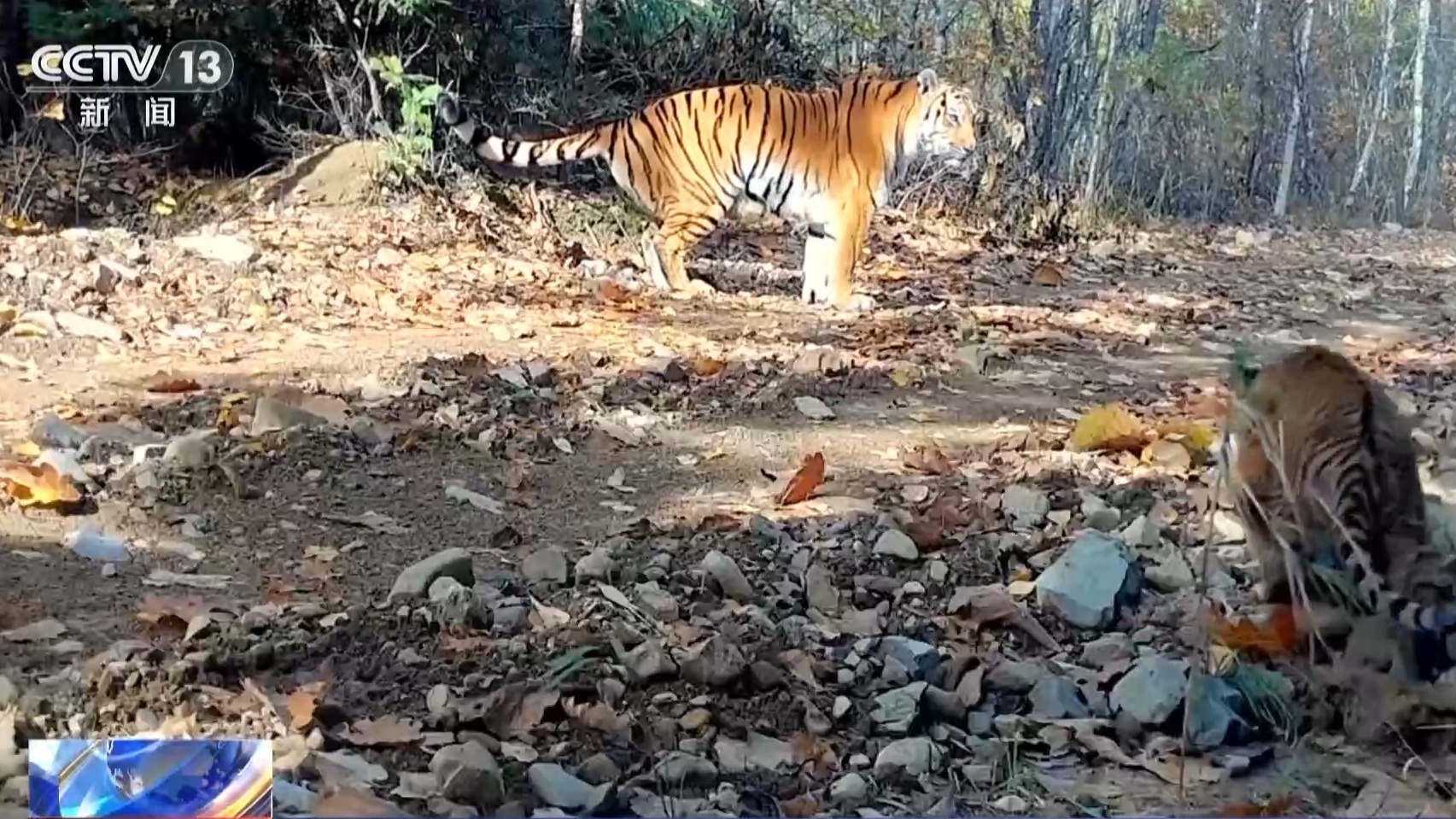 我国首次记录一虎带五崽 这里的东北虎为何如此“多产”？