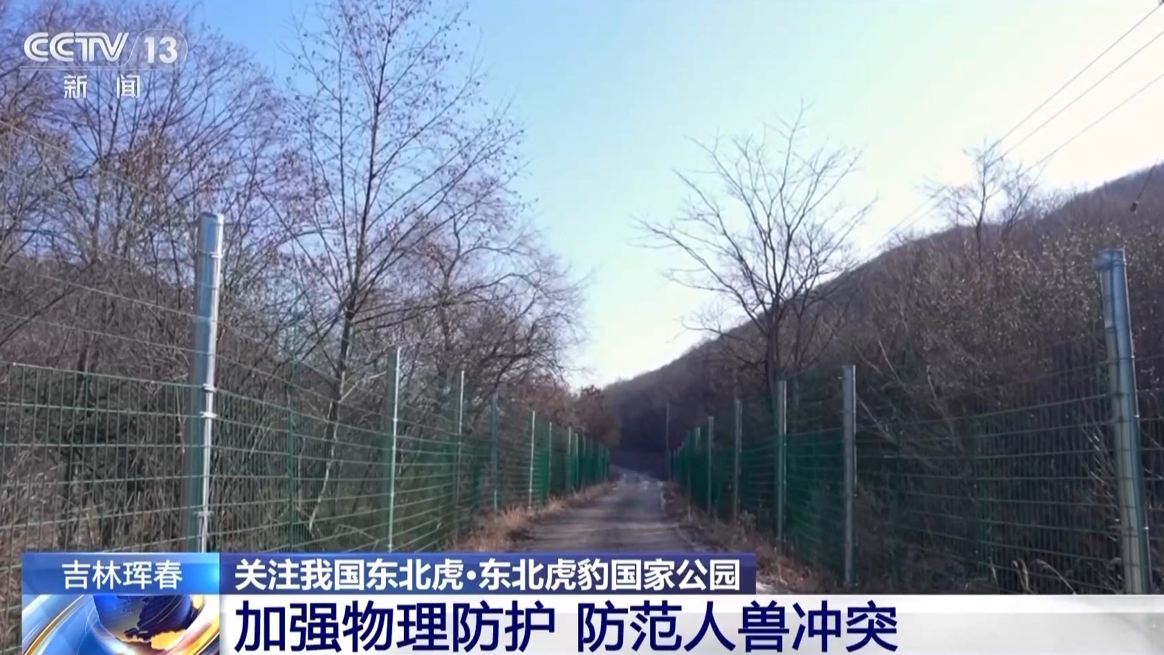 我国首次记录一虎带五崽 这里的东北虎为何如此“多产”？