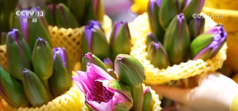 各地花市“花团锦簇”销售忙 特色年宵花点亮节日氛围感
