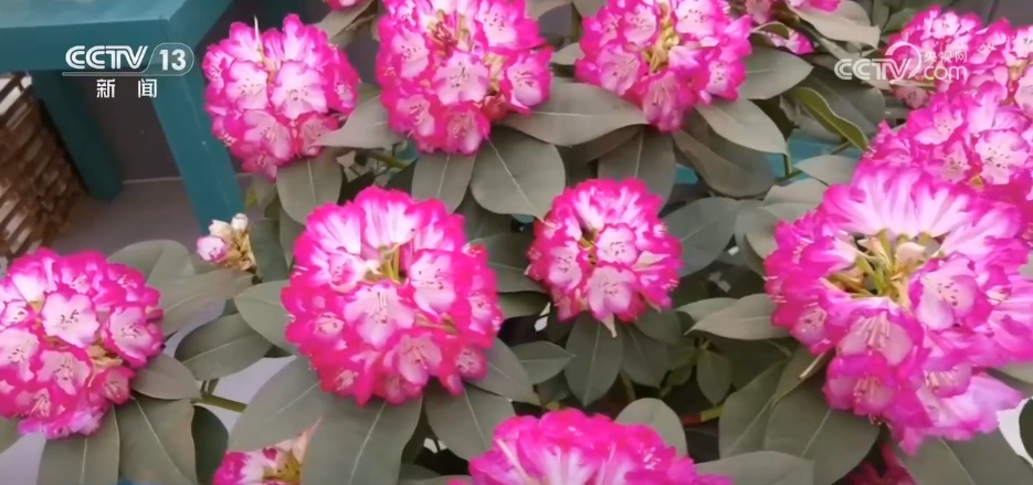 各地花市“花团锦簇”销售忙 特色年宵花点亮节日氛围感