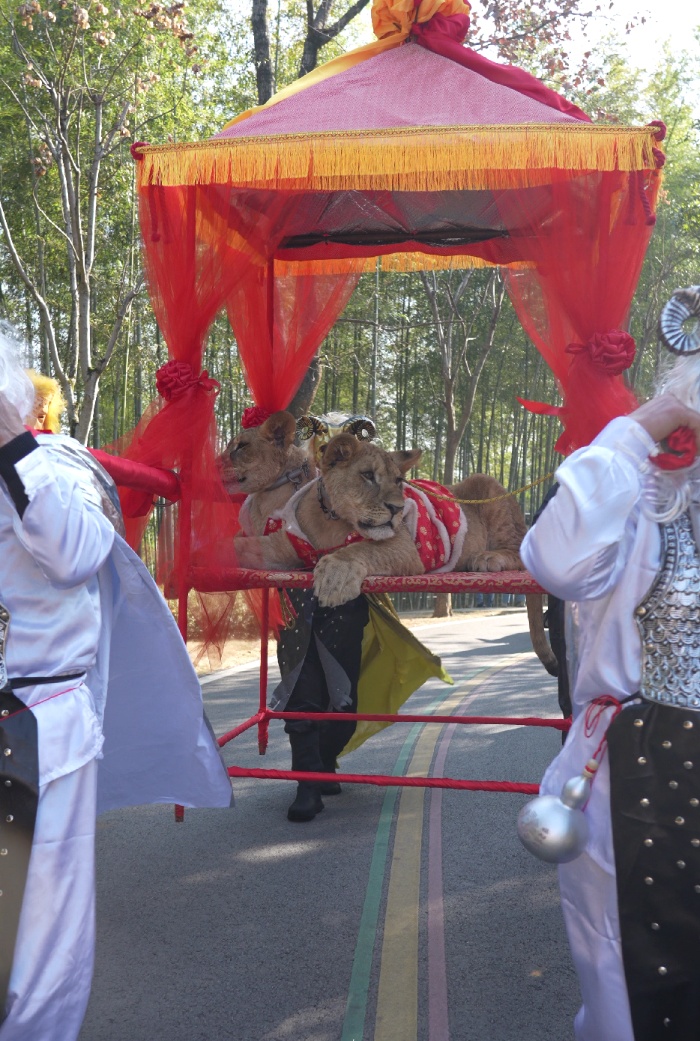 NPC扮妖怪抬狮子乘轿巡游？动物园回应
