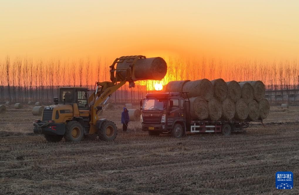 河北丰南：秸秆回收 助农增收