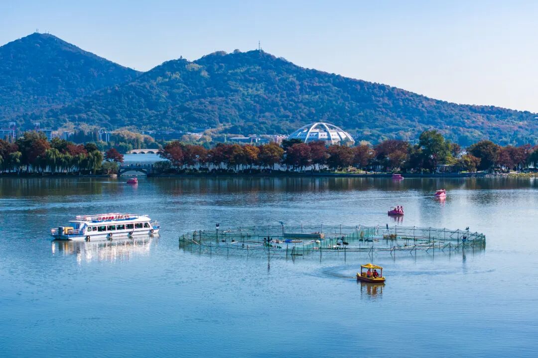 不是鸭子！玄武湖上密密麻麻的都是啥？