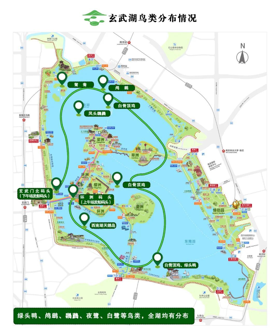 不是鸭子！玄武湖上密密麻麻的都是啥？