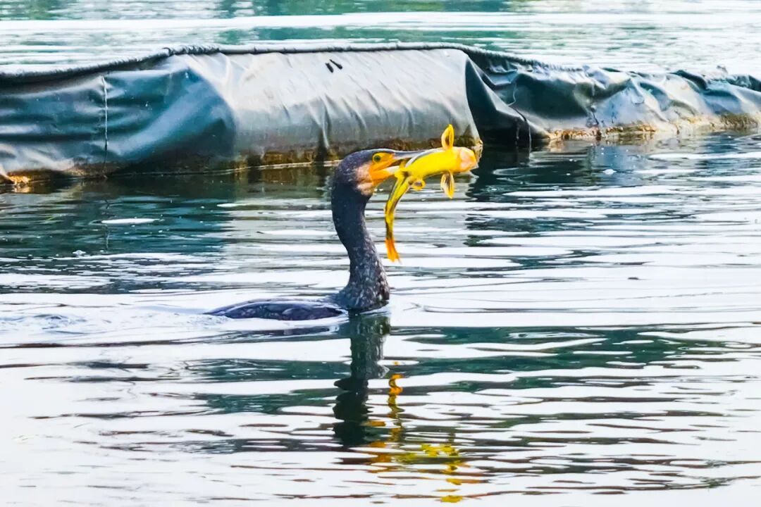 不是鸭子！玄武湖上密密麻麻的都是啥？
