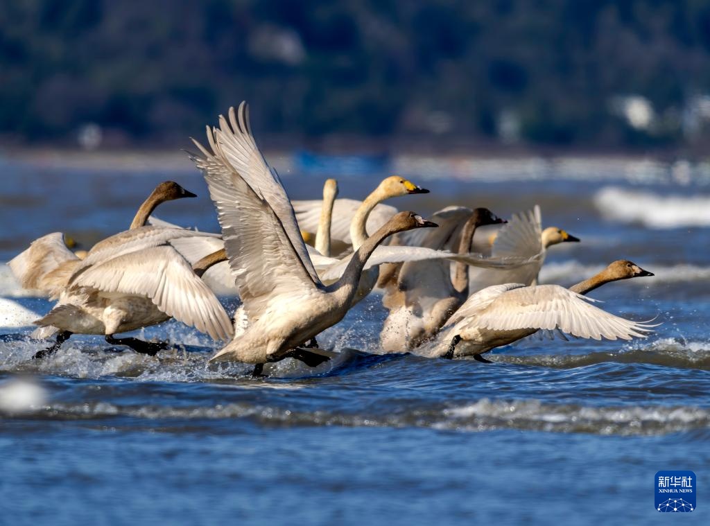 小天鹅福州闽江河口湿地越冬