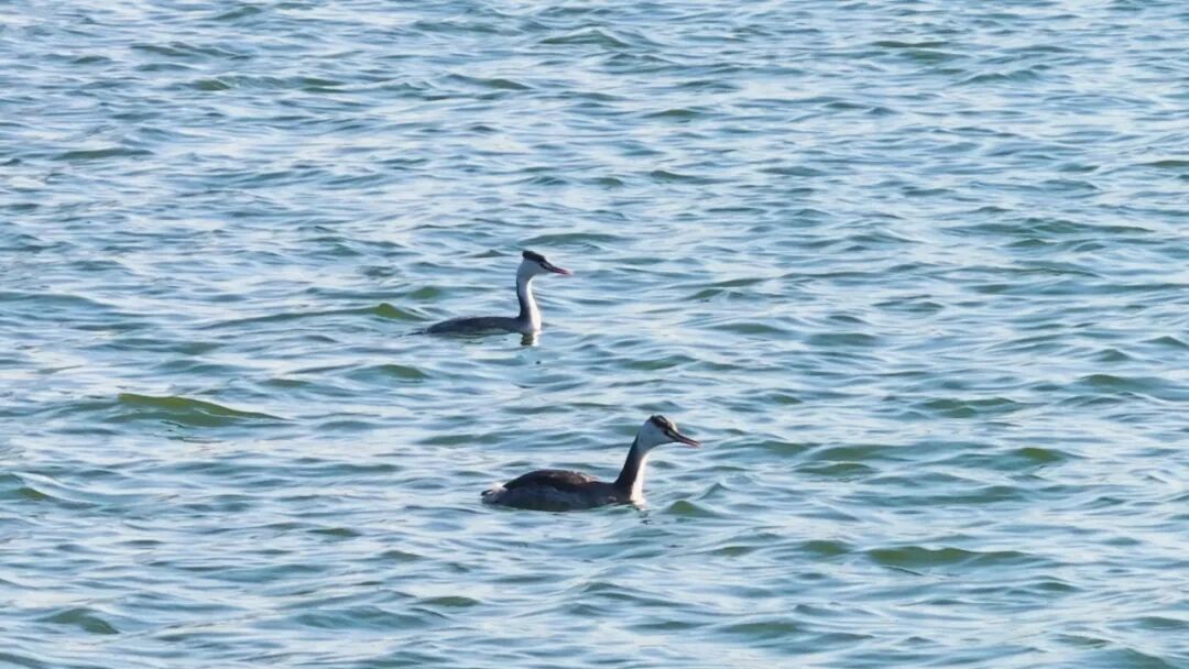 不是鸭子！玄武湖上密密麻麻的都是啥？