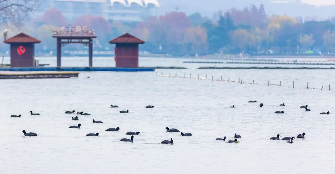 不是鸭子！玄武湖上密密麻麻的都是啥？