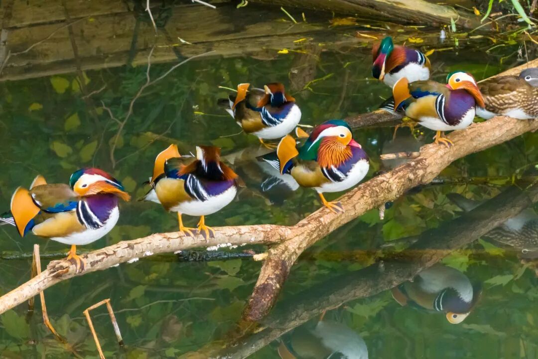 不是鸭子！玄武湖上密密麻麻的都是啥？