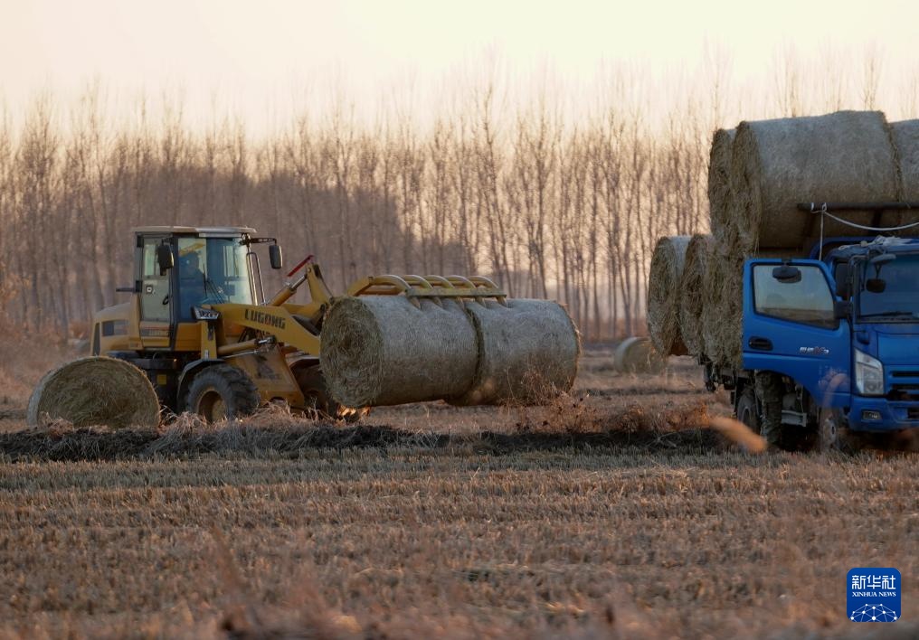 河北丰南：秸秆回收 助农增收