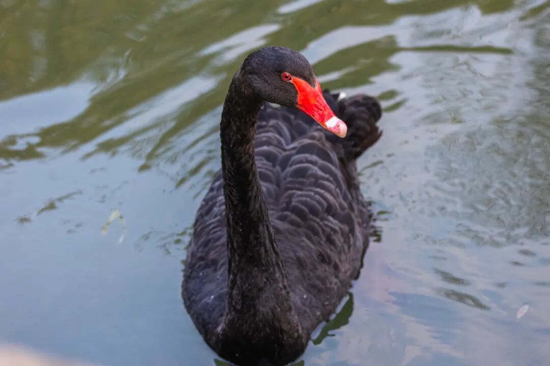 不是鸭子！玄武湖上密密麻麻的都是啥？
