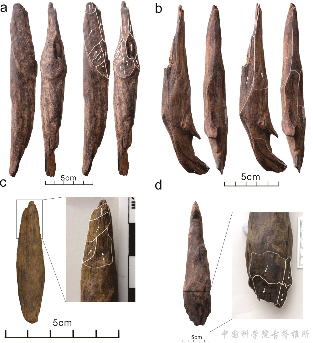 “我们从哪里来”？有了新答案！