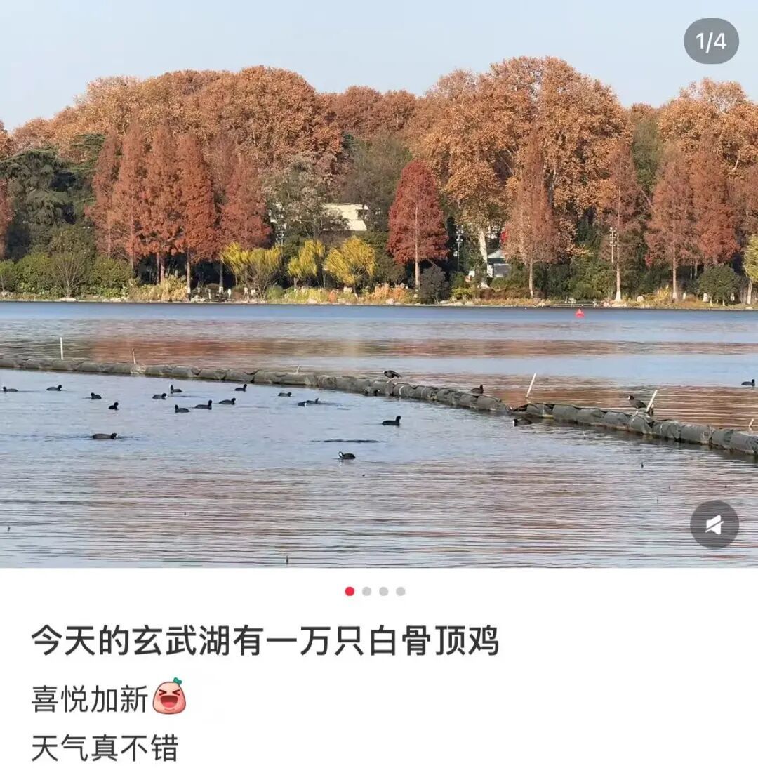 不是鸭子！玄武湖上密密麻麻的都是啥？