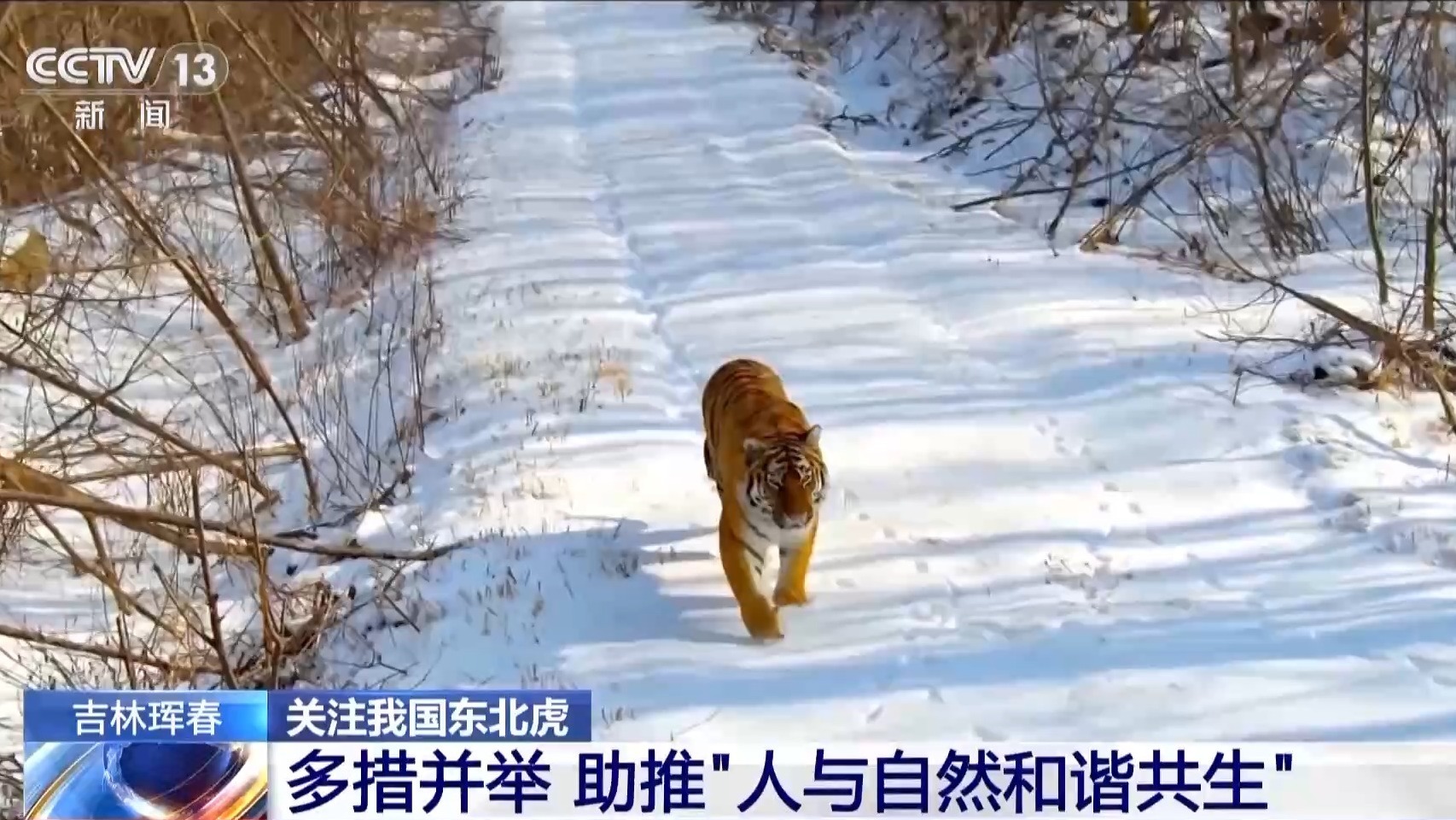 我国首次记录一虎带五崽 这里的东北虎为何如此“多产”？