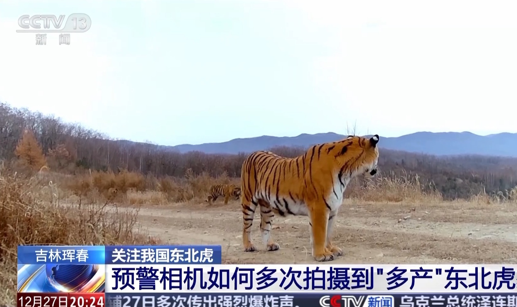 我国首次记录一虎带五崽 这里的东北虎为何如此“多产”？