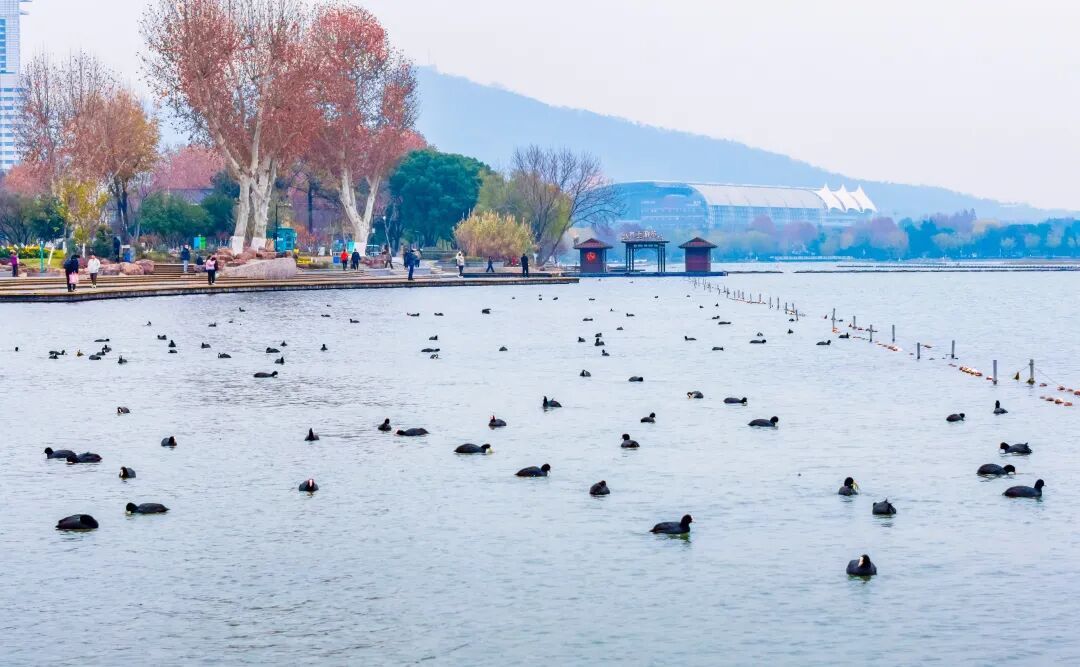 不是鸭子！玄武湖上密密麻麻的都是啥？