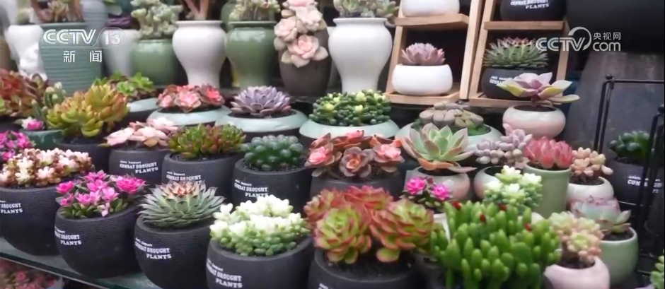 各地花市“花团锦簇”销售忙 特色年宵花点亮节日氛围感