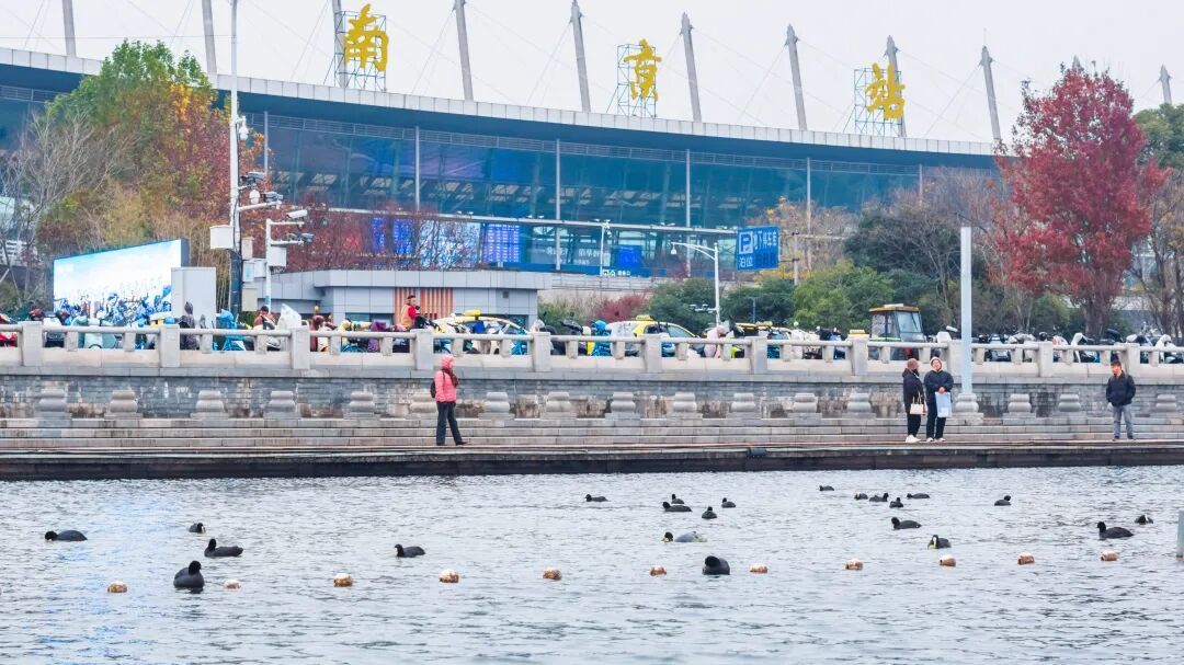 不是鸭子！玄武湖上密密麻麻的都是啥？