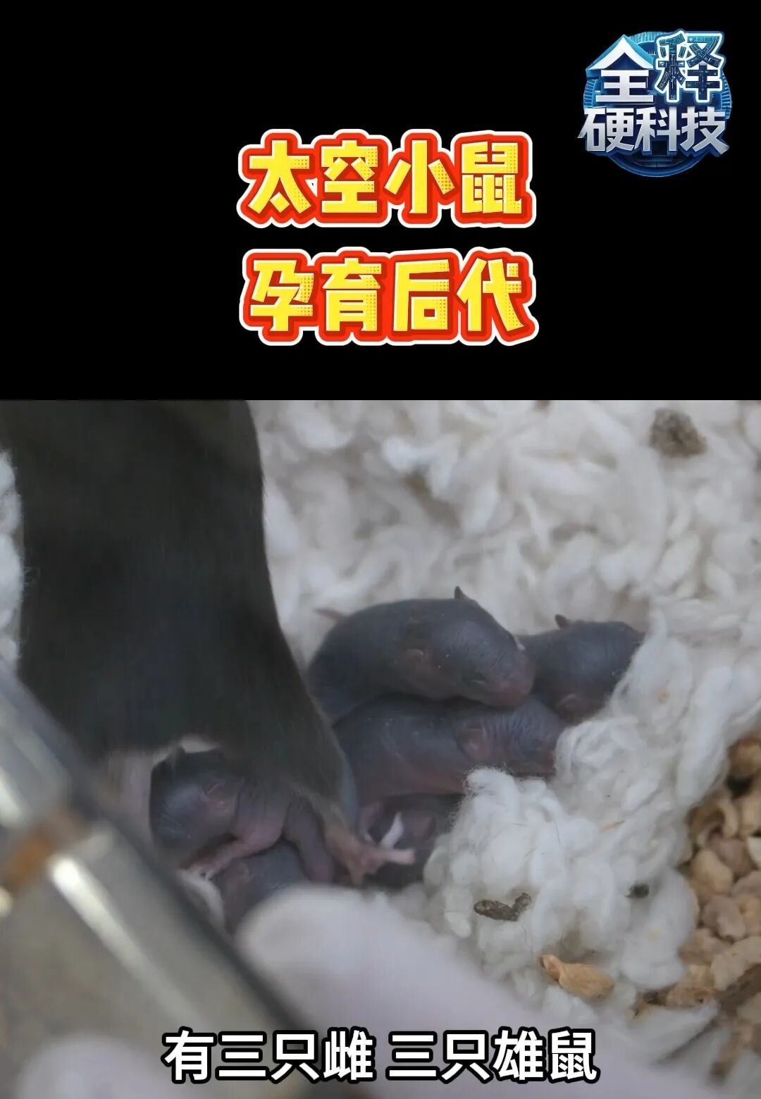 好消息传来，它们“恋爱生子”啦