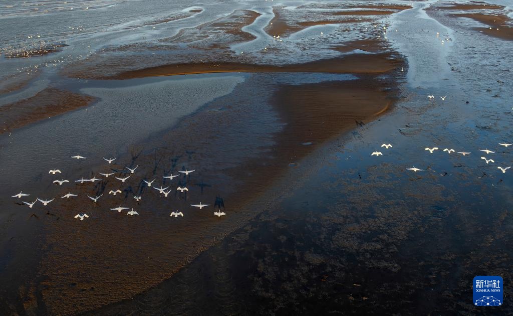 小天鹅福州闽江河口湿地越冬
