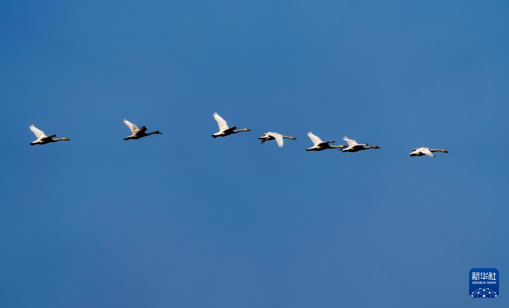 小天鹅福州闽江河口湿地越冬
