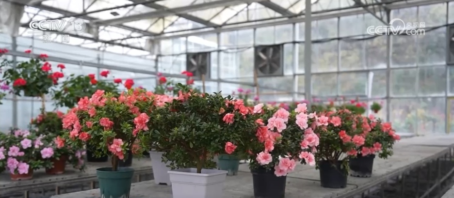 各地花市“花团锦簇”销售忙 特色年宵花点亮节日氛围感