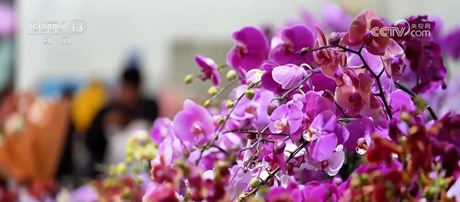 各地花市“花团锦簇”销售忙 特色年宵花点亮节日氛围感