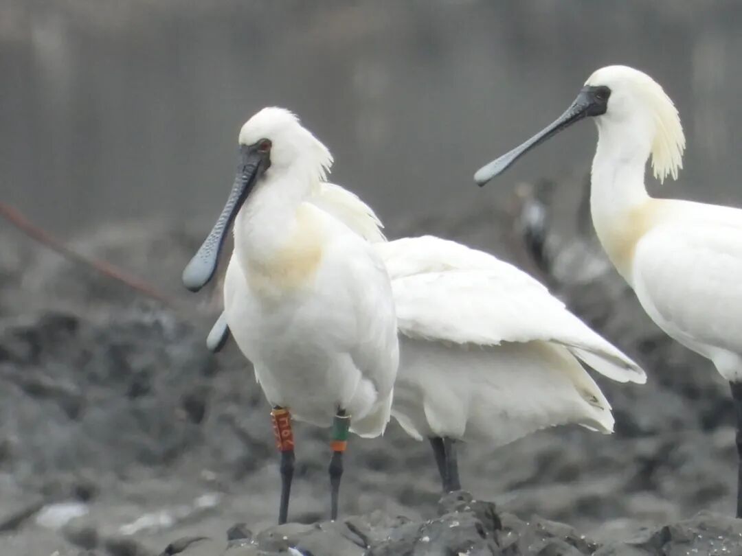 它们回来了，近期在大湾区频繁“刷屏”