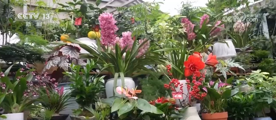 各地花市“花团锦簇”销售忙 特色年宵花点亮节日氛围感