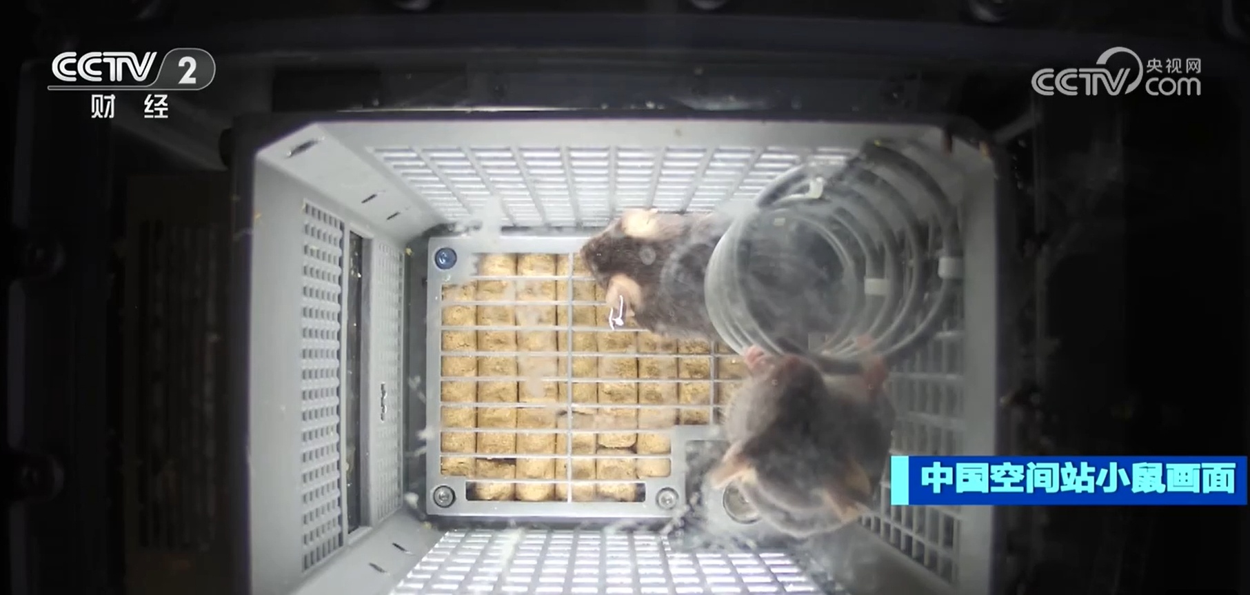 人类能否在太空繁衍后代？空间小鼠实验为人类驻留太空奠定科学基础