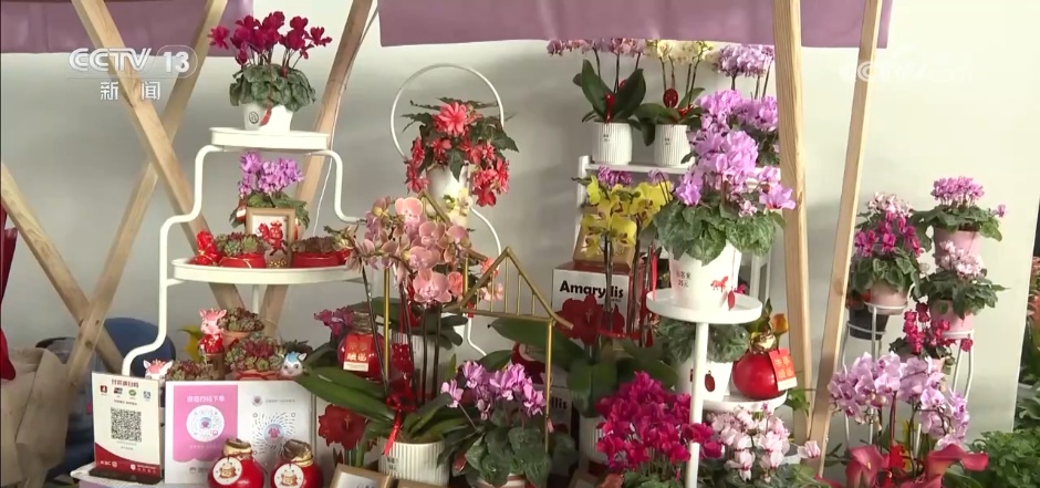 各地花市“花团锦簇”销售忙 特色年宵花点亮节日氛围感