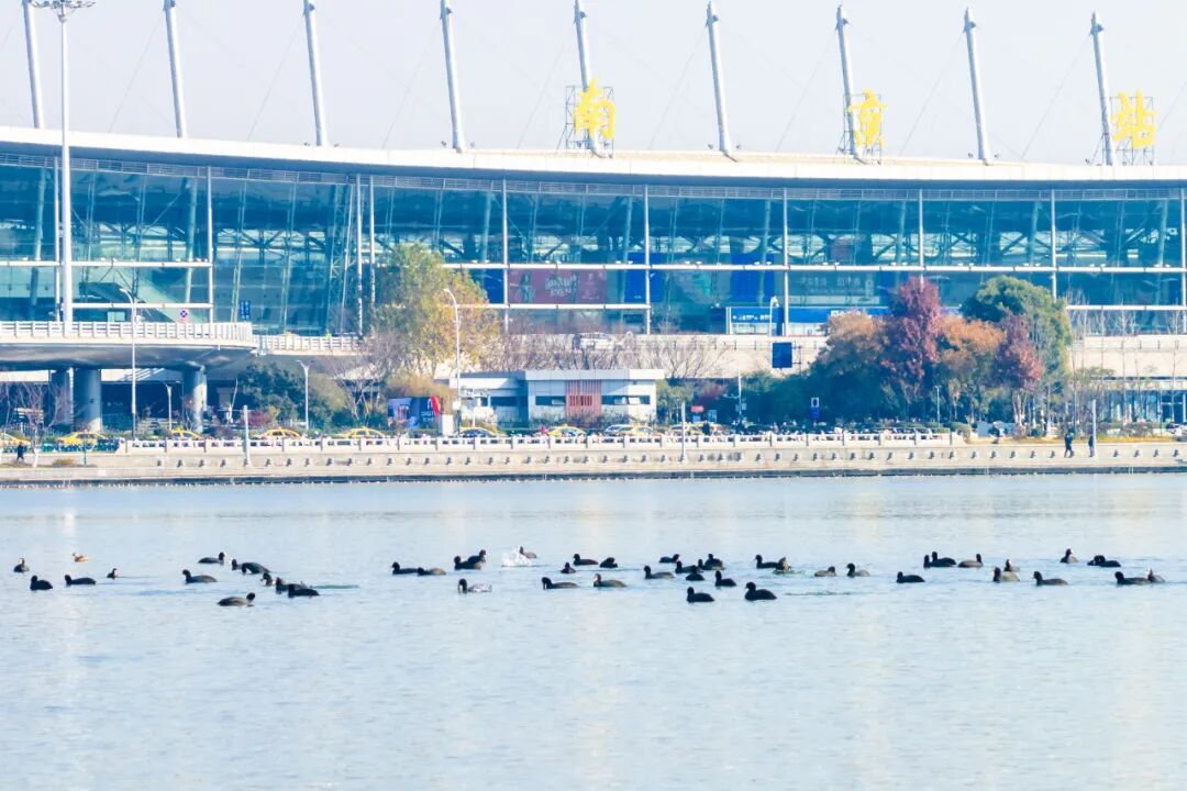 不是鸭子！玄武湖上密密麻麻的都是啥？