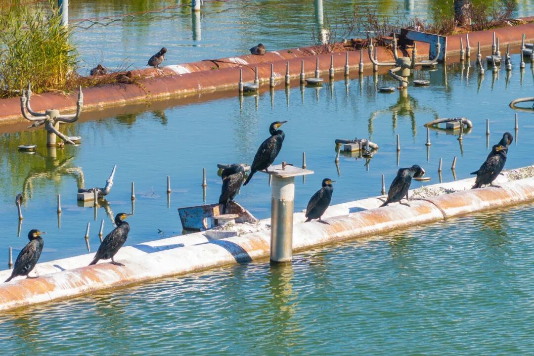 不是鸭子！玄武湖上密密麻麻的都是啥？