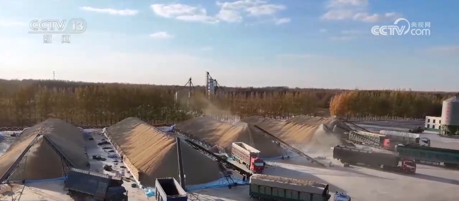 进度快、市场活、价格涨 秋粮收购进入旺季 数据推动粮食工作高效有序